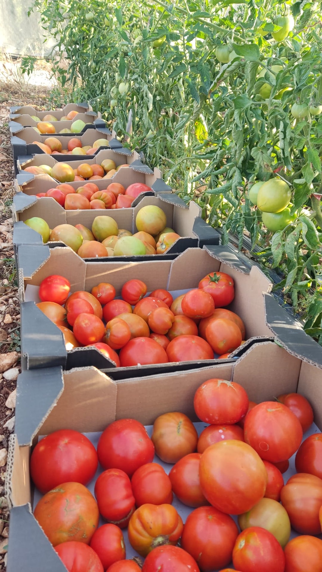 Tomate Ecológico Kg