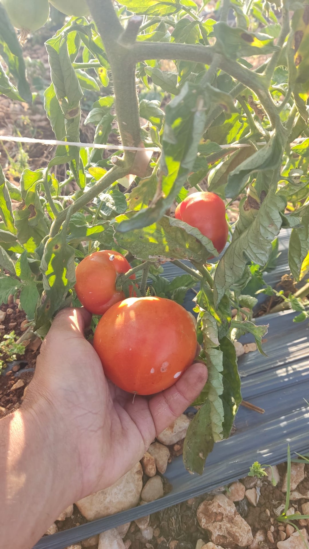 Tomate Ecológico Kg