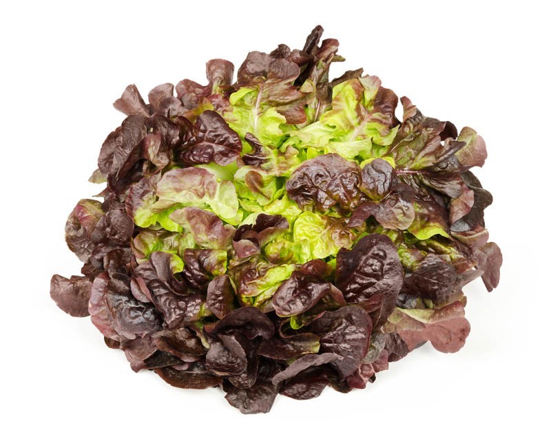 Lechuga Hoja de Roble Roja Ecológica Unidad