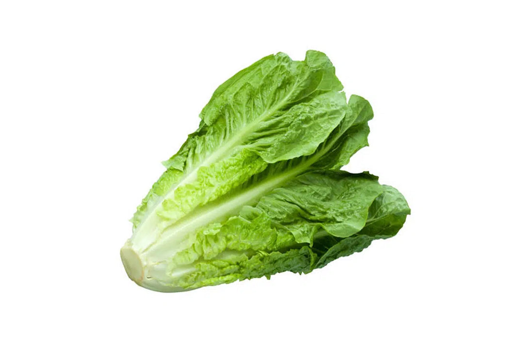 Lechuga Romana Ecológica Ud
