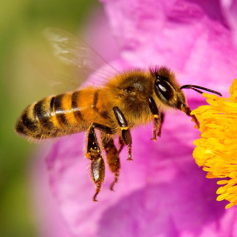 La Importancia de las Abejas en la Sostenibilidad de Nuestros Alimentos