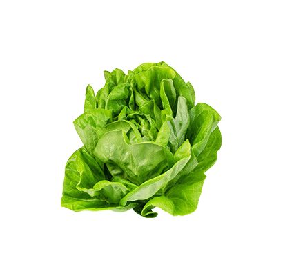 Lechuga Maravilla Ecológica Ud.