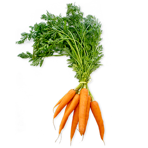 Organic Carrot Bunch